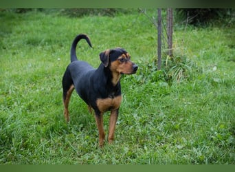 Chico – Sucht aktive Menschen!