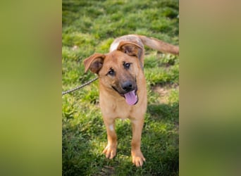 Chip 271878 sucht ein Zuhause