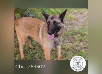 Chip 269302 sucht ein Zuhause