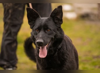Sonja: Hundemama sucht Zuhause