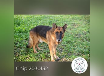 Chip 2030132: sucht ein Zuhause