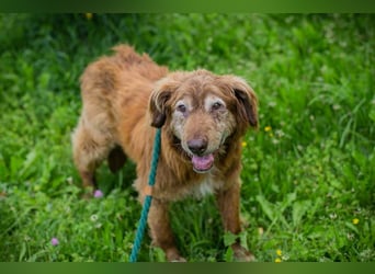 Archie sucht ein Zuhause