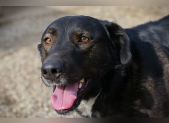 Gwen sucht ein neues Für-immer-Körbchen!