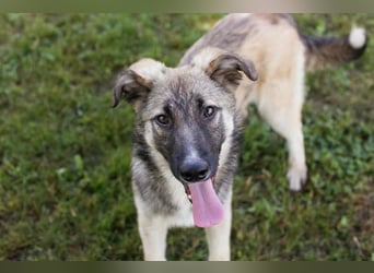 Akido – Sportskanone sucht Zuhause Akido – Sportskanone sucht Zuhause