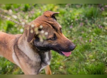 Jasper 271450 sucht ein Zuhause