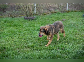 Sanaj 831820 sucht ein zu Hause
