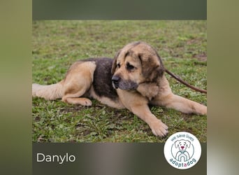 Danylo 259420 sucht ein zu Hause
