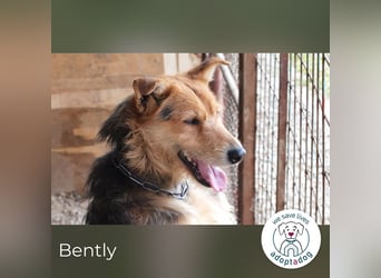 Bently: sucht Sicherheit