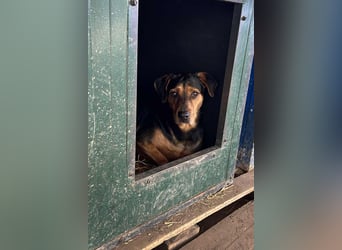 Chico – Sucht aktive Menschen!