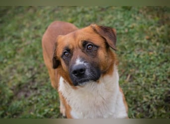 Basco: Kämpferherz sucht Liebe