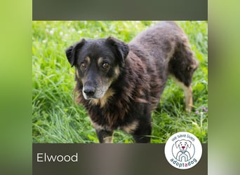 Elwood sucht ein Zuhause