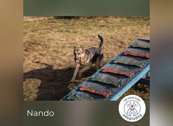 Nando: Spielgefährte gesucht!