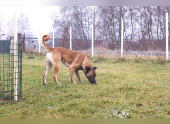 Santos: Aktiv mit grauer Schnauze