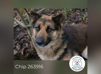 Quinto sucht ein Zuhause