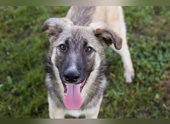 Akido – Sportskanone sucht Zuhause Akido – Sportskanone sucht Zuhause