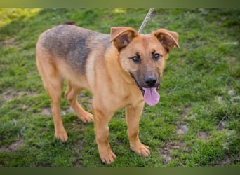 Chip 271878 sucht ein Zuhause