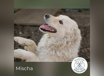 Mischa sucht ein Zuhause