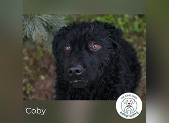Cody: Neugieriger Wirbelwind