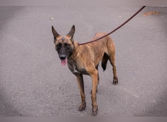 Airi: sucht ein Zuhause