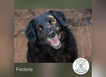 Fedele 271474 sucht ein zu Hause