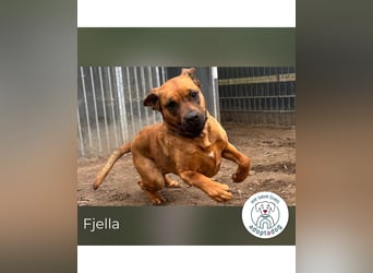 Fjella 240004 sucht ein zu Hause