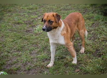 Basco: Kämpferherz sucht Liebe