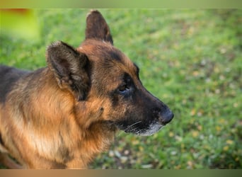 Chip 2030132: sucht ein Zuhause