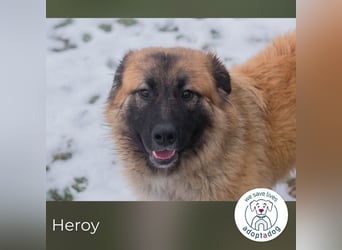 Heroy 260501 sucht ein zu Hause
