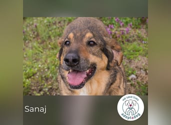 Sanaj: Alt, weise und voller Hoffnung
