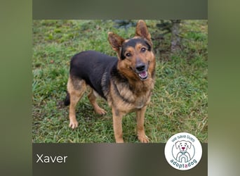 Xaver sucht ein Zuhause