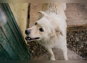 Chip 128917 sucht ein Zuhause