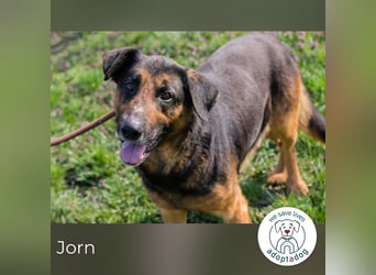 Jorn 271719 sucht ein zu Hause