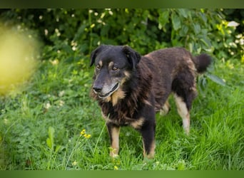 Elwood sucht ein Zuhause