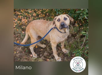 Milano sucht ein Zuhause