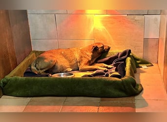 Cassy sucht ein Zuhause