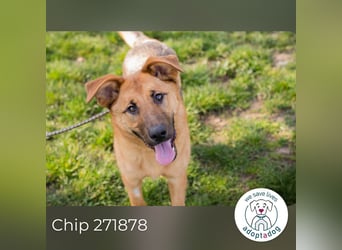 Chip 271878 sucht ein Zuhause