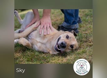 Sky sucht ein Zuhause