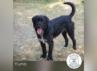 Yuno 219096 sucht ein zu Hause