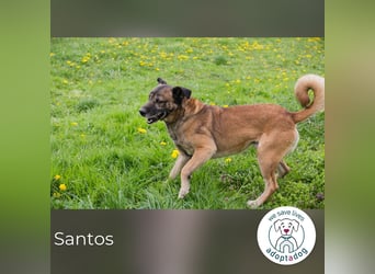 Santos: Aktiv mit grauer Schnauze