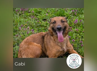 Gabi 205052 sucht ein zu Hause