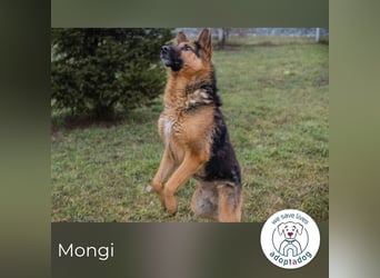 Mongi hofft auf seine Chance