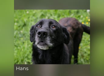 Hans: Neugieriger Rüde liebt Snacks