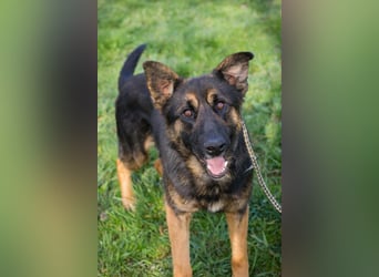 Chip 257791 sucht ein Zuhause