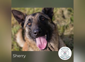 Sherry sucht ein Zuhause