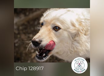 Chip 128917 sucht ein Zuhause