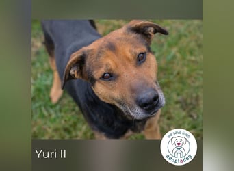 Yuri II 259319 sucht ein zu Hause