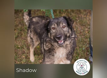 Shadow 283506 sucht ein zu Hause