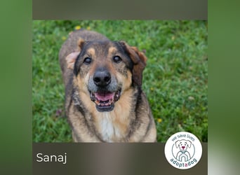 Sanaj: Alt, weise und voller Hoffnung