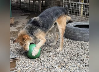 Bently: sucht Sicherheit