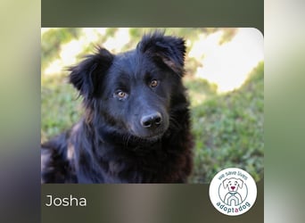 Josha sucht ein Zuhause